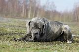 CANE CORSO 710
